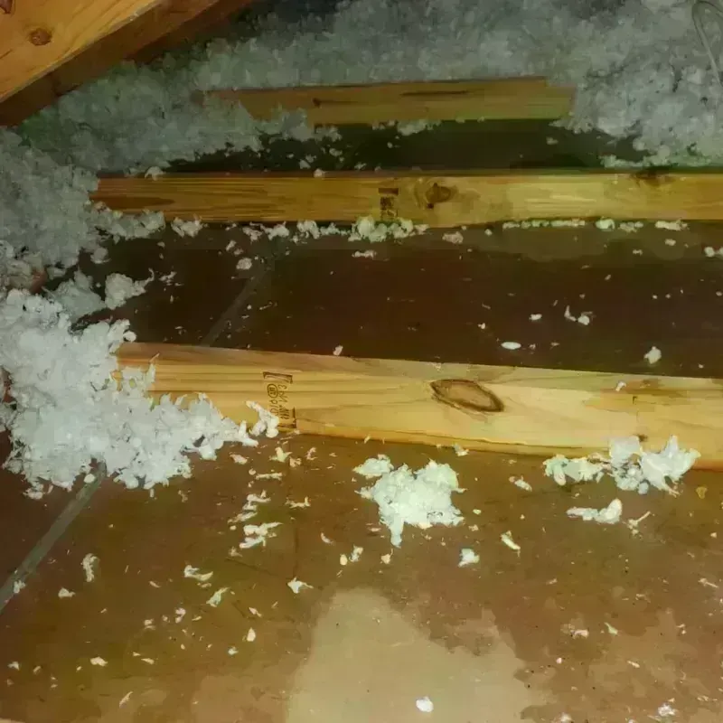 Attic Water Damage in Maple Grove, MN